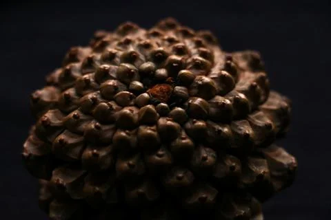 The golden section. Stock Photos