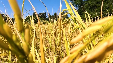 Golden Serenity: Up Close with Rice Fields Stock Footage 238899627
