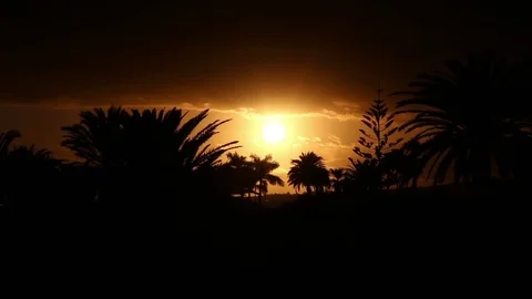 Golden setting spherical sun palm tree silhouettes Canary Islands Spain Stock Footage 74349227