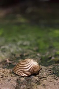 Golden shell Stock Photos