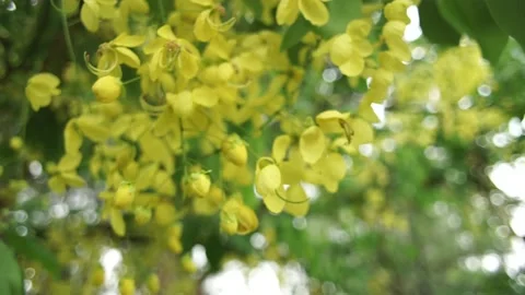 Golden Shower Flower Stock Footage 163186587