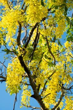 Golden shower Stock Photos