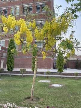 Golden Shower Tree in Bloom Stock Photos