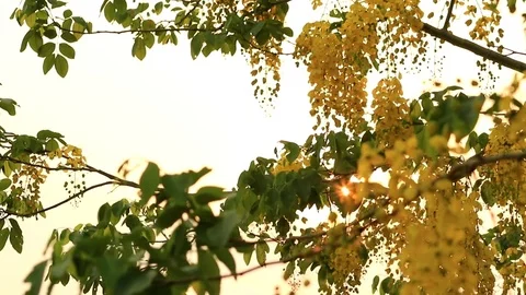 Golden Shower Tree Stock Footage 79744459