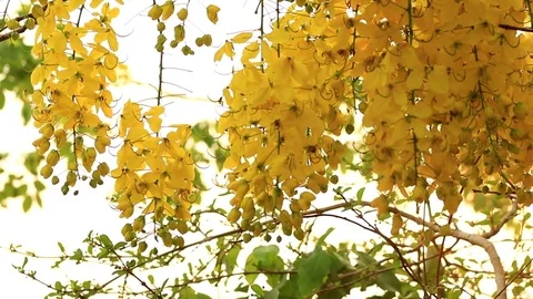 Golden Shower Tree Stock Footage 79744516