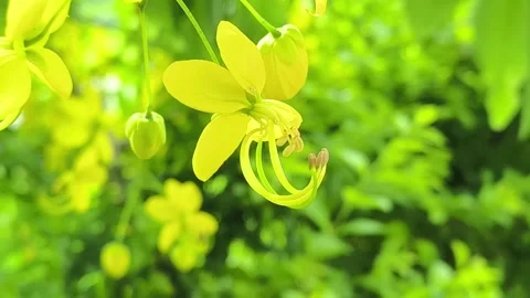 Golden Shower Tree Stock Footage 311304687