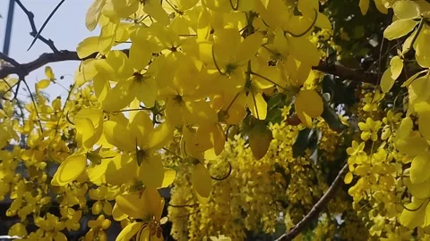 Golden Shower Tree known for its cascading, brilliant yellow flower clusters Video stock 337161927