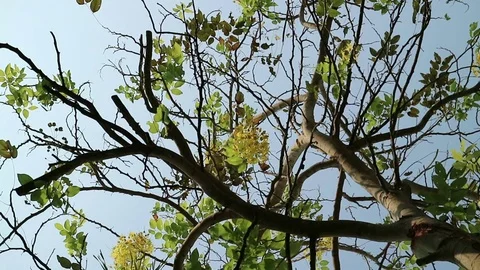 Golden shower tree moving in the wind Stock Footage 75812361