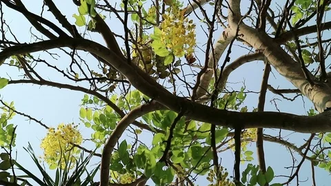 Golden shower tree moving in the wind Stock Footage 75813812