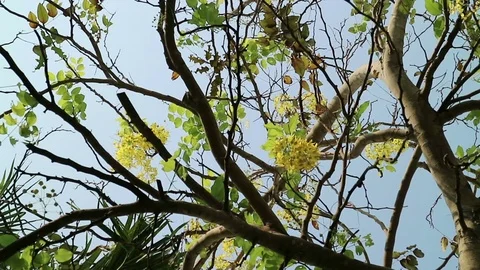 Golden shower tree moving in the wind Stock Footage 75815389
