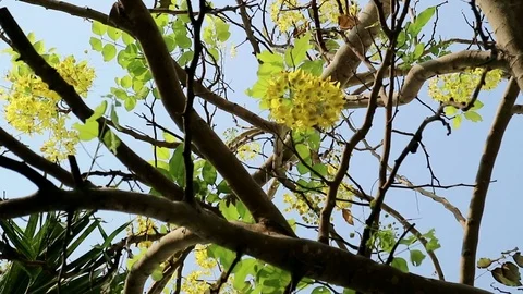 Golden shower tree moving in the wind Stock Footage 75816818