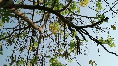 Golden shower tree moving in the wind Stock Footage 75822211