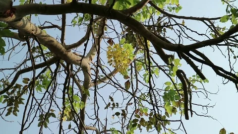 Golden shower tree moving in the wind Stock Footage 75822612