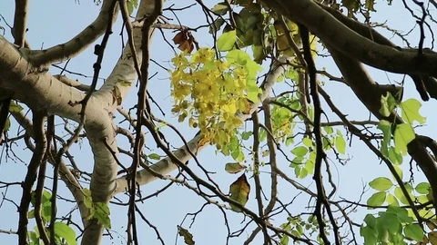 Golden shower tree moving in the wind Stock Footage 75823096