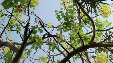 Golden shower tree moving in the wind Stock Footage 75823684