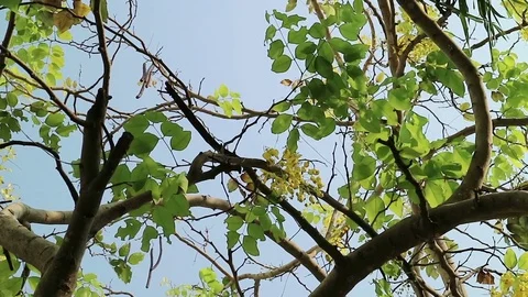 Golden shower tree moving in the wind Stock Footage 75823790