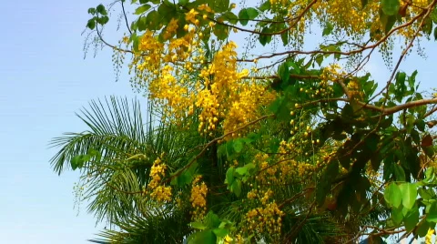 Golden Shower Tree - the national tree of Thailand Stock Footage