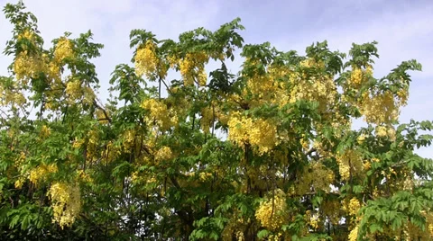 Golden Shower Tree - the national tree of Thailand Stock Footage 39079382