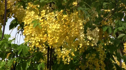Golden Shower Tree - the national tree of Thailand (closeup) Stock Footage 39117764