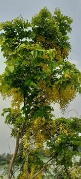 Golden Shower Tree Stock Photos