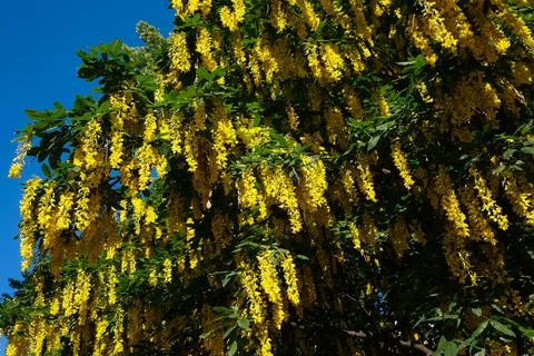 Golden shower tree Foto stock