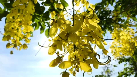 Golden shower tree with sun ray, outdoor  Chiangmai Thailand. Stock-Footage 308267133