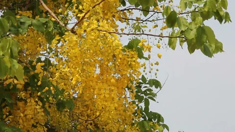 Golden shower tree in wind Stock Footage 221556744