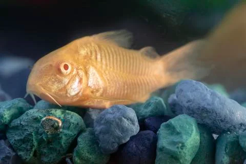 Golden Siamese Algae Eater Stock Photos