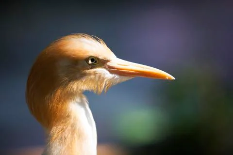 Golden side on bird face  Stock Photos