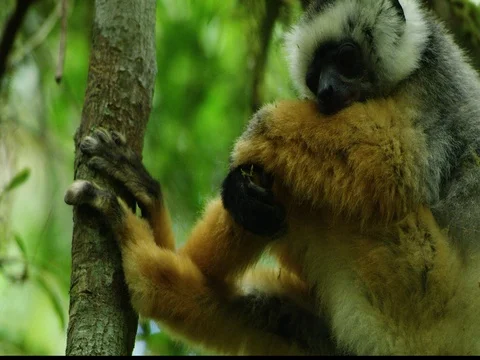 Golden Sifaka 스톡 동영상 82906689