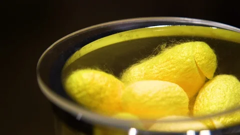 Golden silk cocoon Stock Footage 101681454