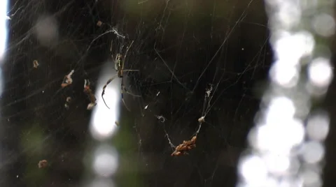 Golden Silk Orb Weaver Video stock 50608495