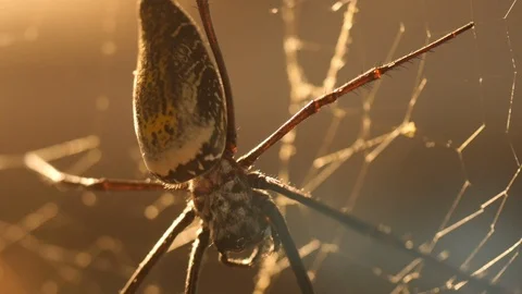 Golden silk orb-weaver spider in a web Stock Footage 91201351
