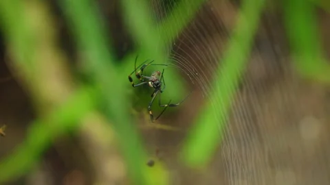 Golden Silk Orb Weaver Spider Resting on Intricate Web in Tropical Forest. Stock Footage 338369247