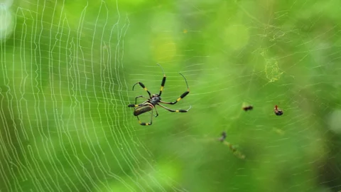 Golden Silk Orb Weaver Spider on Web in Costa Rica Jungle with Green Bokeh. Stock Footage 338373375