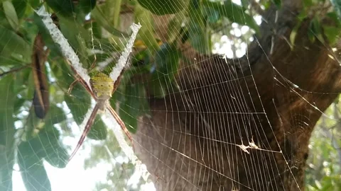 Golden Silk Orb Weaver Spider Nephila Resting On Web Stock Footage 339316484