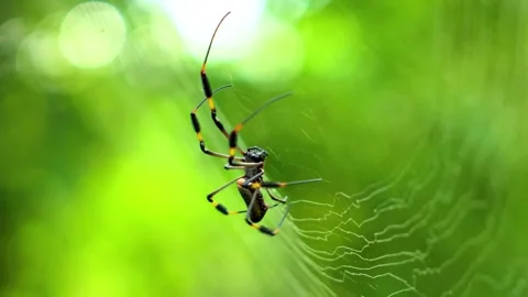 Golden silk orb weaver spider on a web in green jungle Stock Footage 341327991