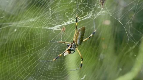 Golden silk orb weaver spider eating its prey in Costa Rica Stock Footage 345438940