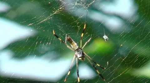Golden silk orb weaver (web spider) in her web Stock Footage 12560635