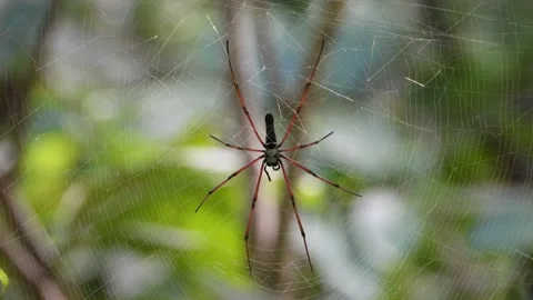 Golden silk orb-weaver in web UHD MP4 4k Video . Stock Footage 139321102