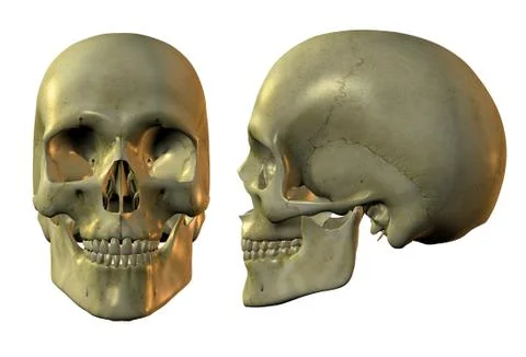 Golden skull Stock Illustration