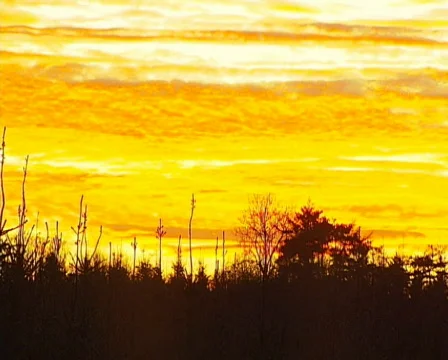 Golden Sky Video stock 603297