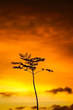 Golden sky Stock Photos