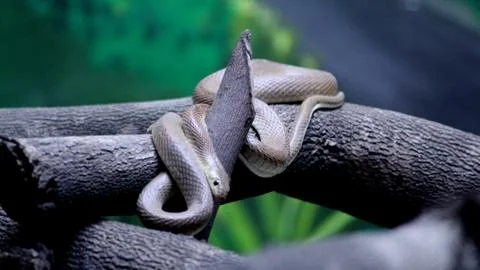 Golden snake on the tree Stock Photos