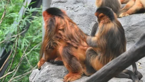 A golden snub-nosed monkey and another monkey sits nearby Stock Footage 345186765