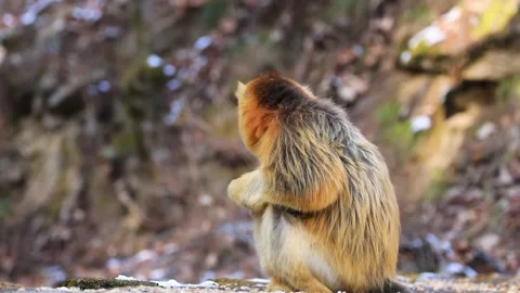 Golden Snub Nosed Monkey Foraging on Forest Floor Stock Footage 335010325
