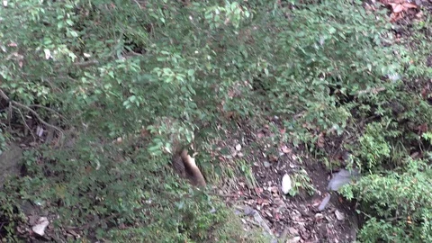 Golden Snub-nosed Monkey move on steep bushy slope in the Chinese mountains Vidéo 119874445