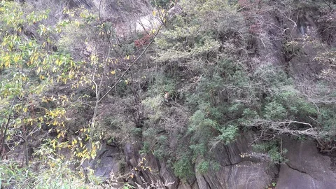 Golden Snub-nosed Monkey perched on a thin branch in tree eating leaves Video stock 119874550