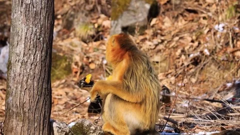 Golden Snub Nosed Monkey Playing with Baby in Tre 库存影片 335011556