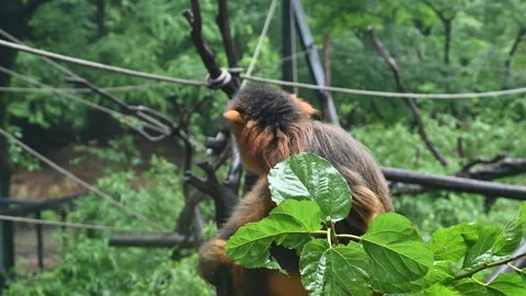 A golden snub-nosed monkey  resting on the branches Stock Footage 342140348